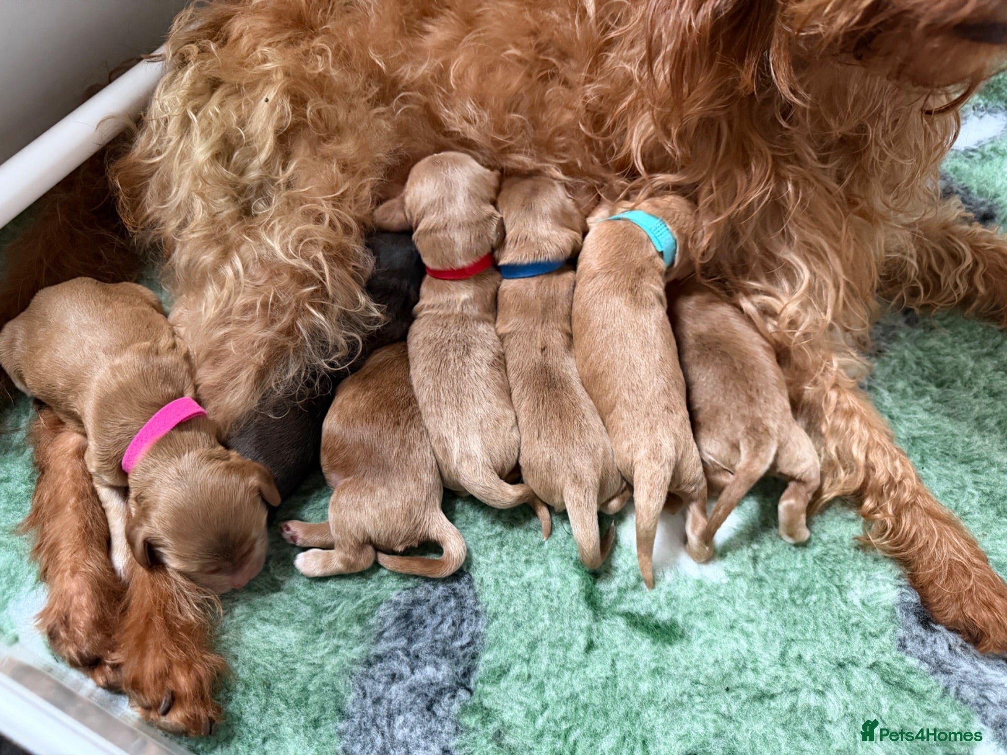 Mixed Breed dogs Beautiful Miniature Austrailian Labradoodle pups - Advert 1