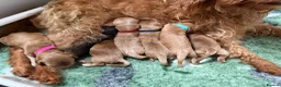 Mixed Breed dogs for sale: Beautiful Miniature Austrailian Labradoodle pups in Northwich - Advert 1
