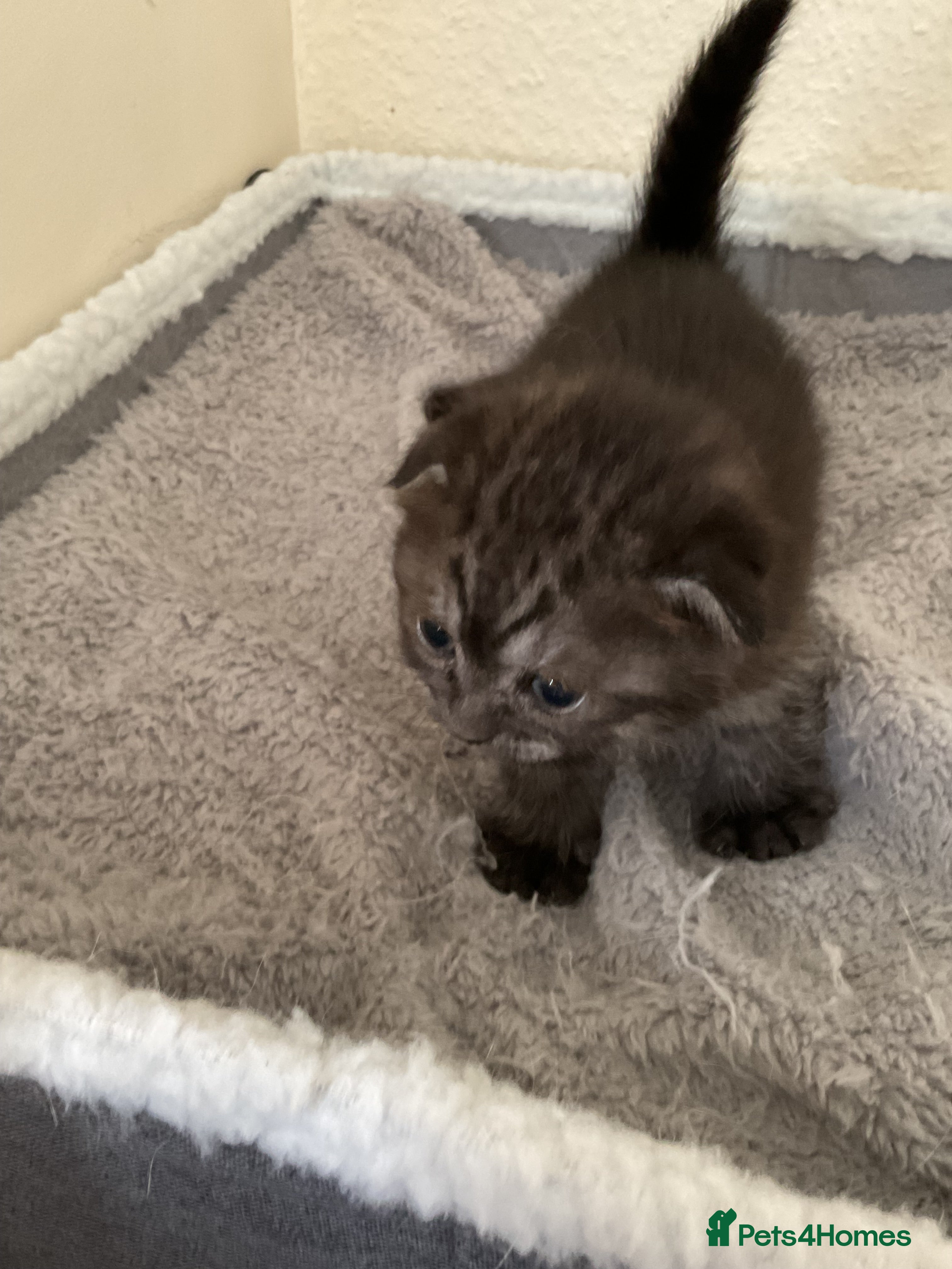 Scottish Fold cats for sale: Scottish fold kittens  in Northampton - Advert 7