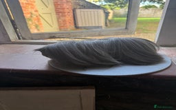 Guinea Pig rodents for sale: Peruvian Breeding Boar 👀 🏡  - Image 3