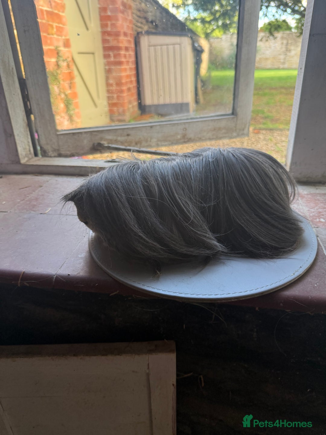 Guinea Pig rodents for sale: Peruvian Breeding Boar 👀 🏡  - Image 3