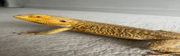 Bearded Dragon reptiles for sale: Super tame High-Yellow Citrus Bearded Dragon - Advert 12