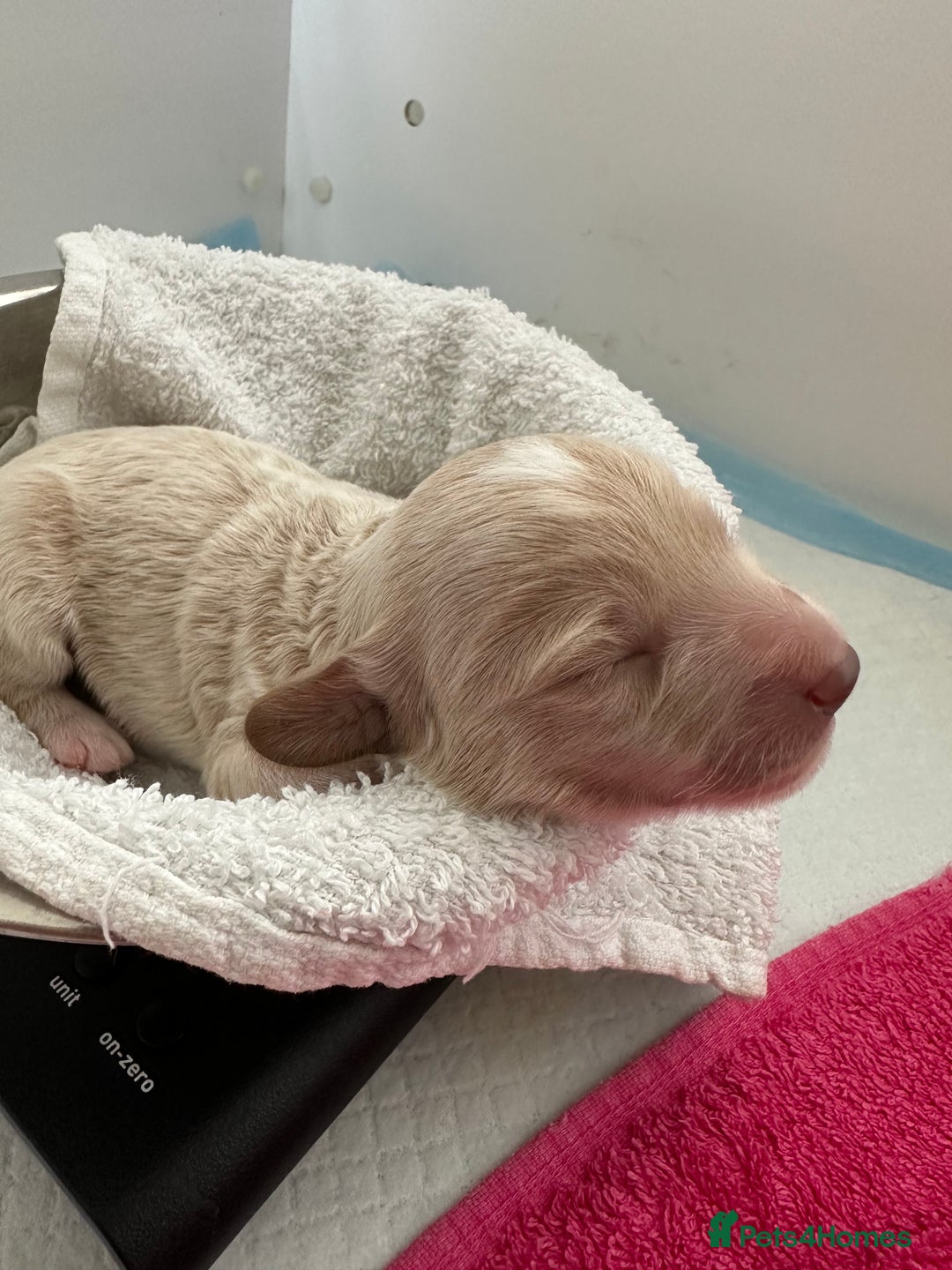 Maltipoo dogs for sale: Maltipoo puppies - Image 2