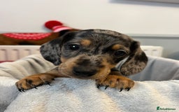 Miniature Dachshund dogs for sale: Stunning miniature dachshund puppies  - Image 25