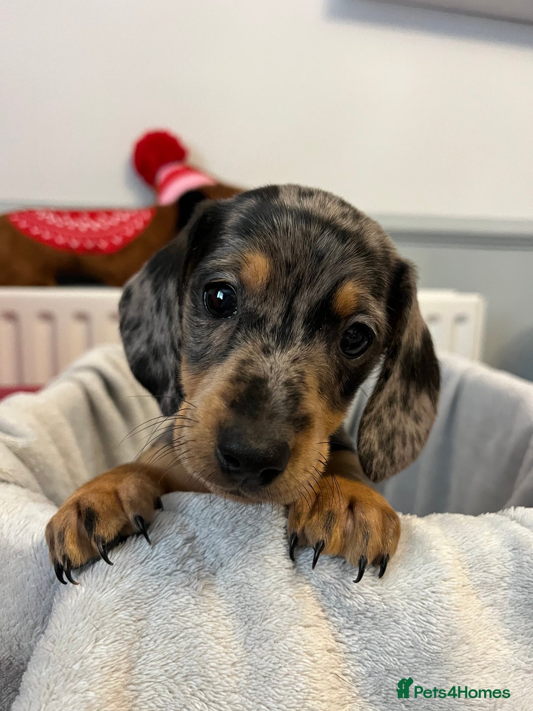 Miniature Dachshund dogs for sale: Stunning miniature dachshund puppies  - Image 25