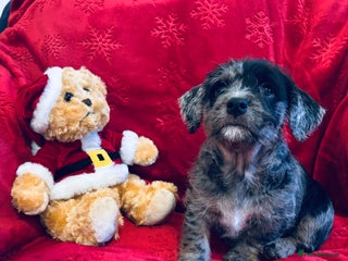 Mixed Breed dogs Stunning Tiny Cavacockerpoo ❤️ - Advert 14