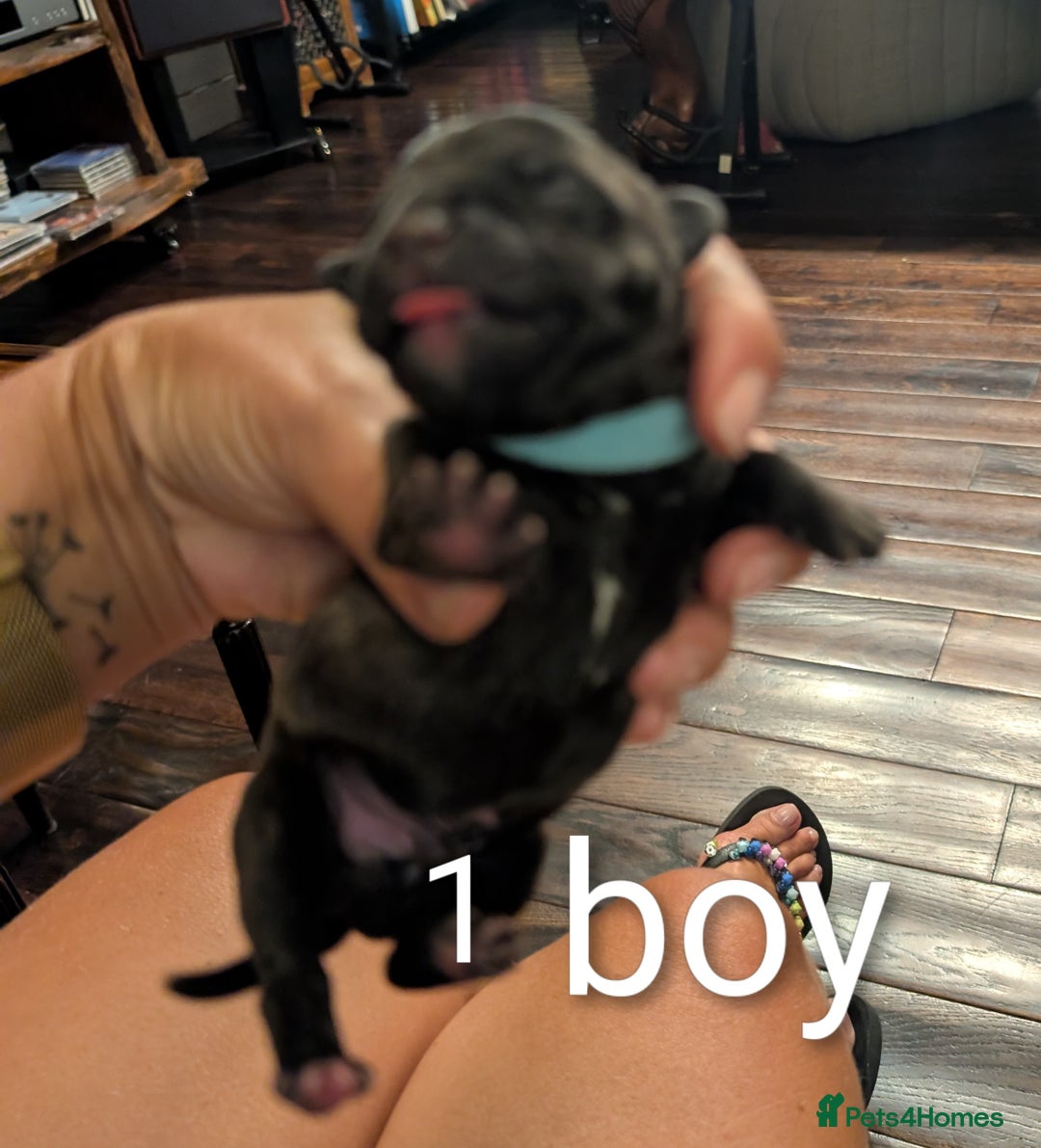 Staffordshire Bull Terrier dogs for sale: Ms/Mister - Image 10