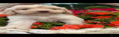 Cockapoo 7