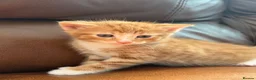 Mixed Breed cats for sale: Adorable kittens for sale in Newport - Advert 6