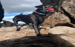 Labrador Retriever dogs for stud: KC Labrador, Health and DNA-Tested, Proven Stud in Cobham - Image 15