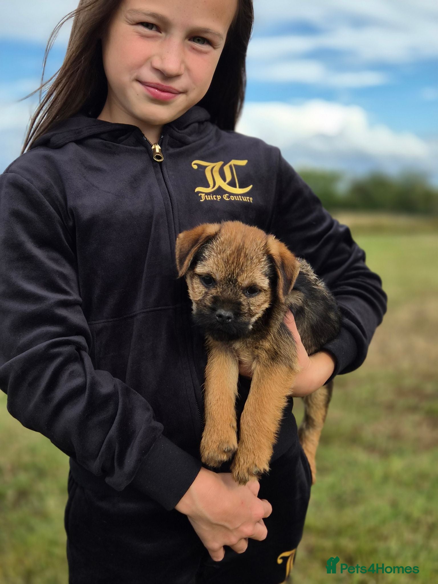 Border Terrier dogs 2 excellent border terrier pups - Advert 1
