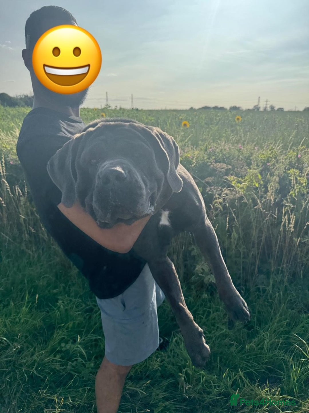 Cane Corso dogs for stud: Baloo  - Advert 2
