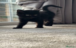 British Shorthair cats for sale: British Blue x kittens - Image 6