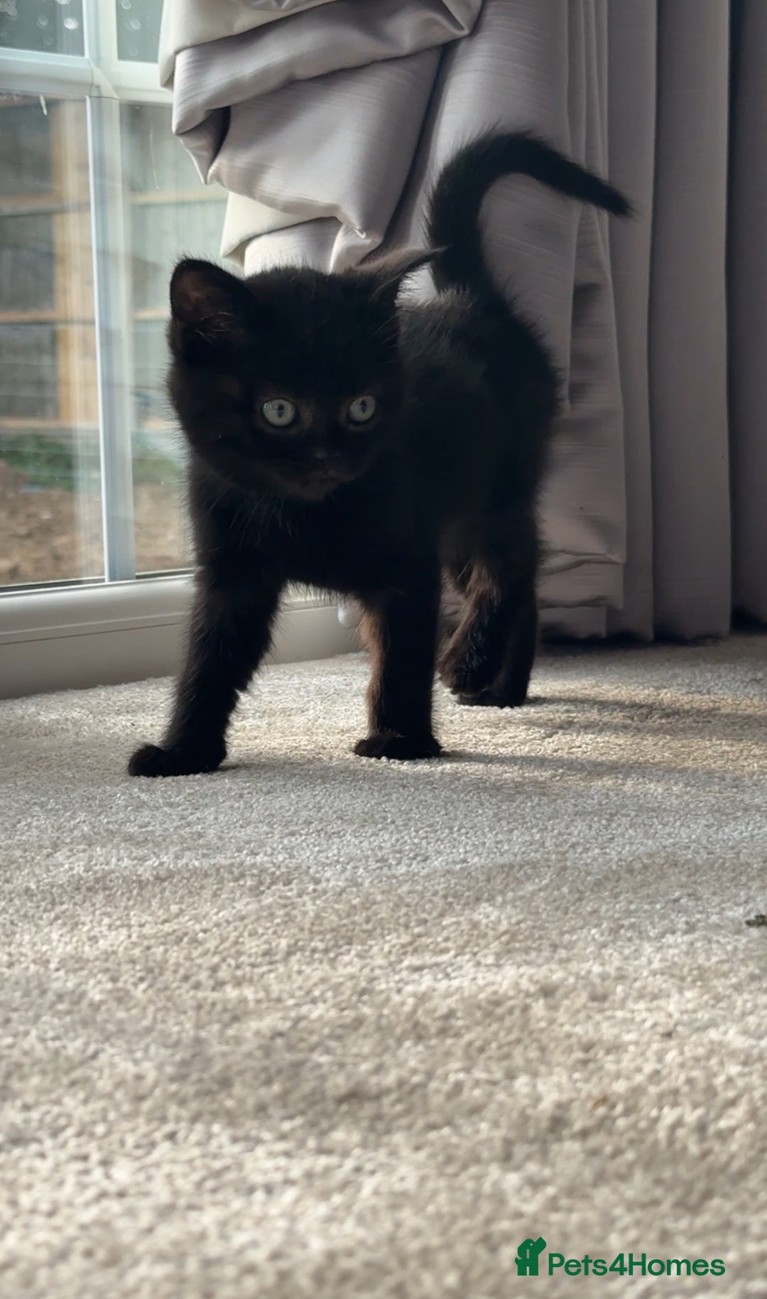 British Shorthair cats for sale: British Blue x kittens - Image 6