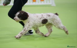 Spanish Water Dog dogs for sale: Spanish Water Dog Puppies - Image 6