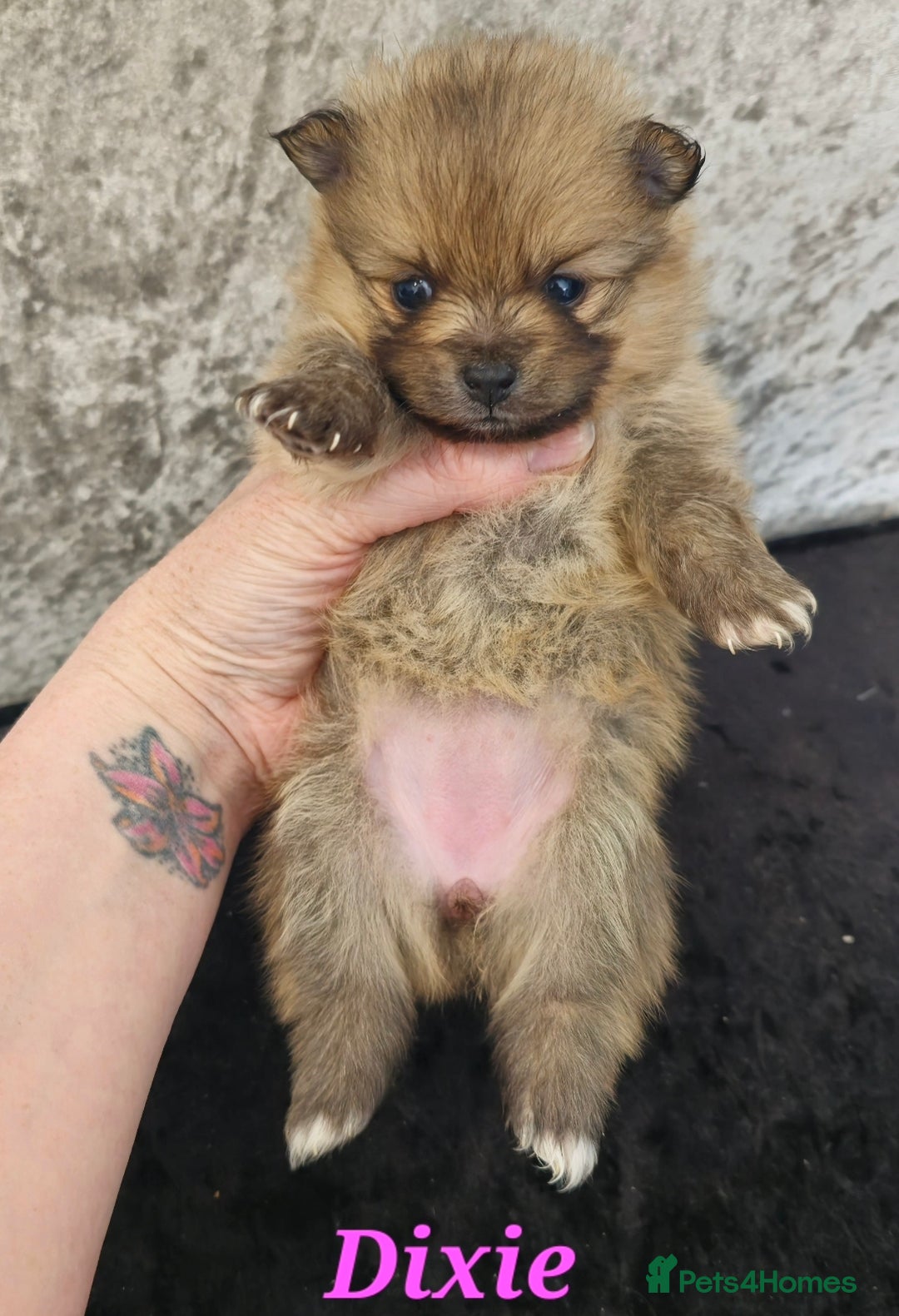 Pomeranian dogs for sale: Beautiful pomeranian pups in Houghton le Spring - Image 9