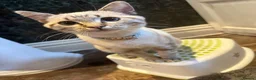 Mixed Breed cats for sale: Neutered male cat  - Advert 22