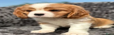 Cavalier King Charles Spaniel 1