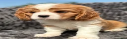 Cavalier King Charles Spaniel dogs for sale: Extensively health tested cavalier puppies  - Advert 26