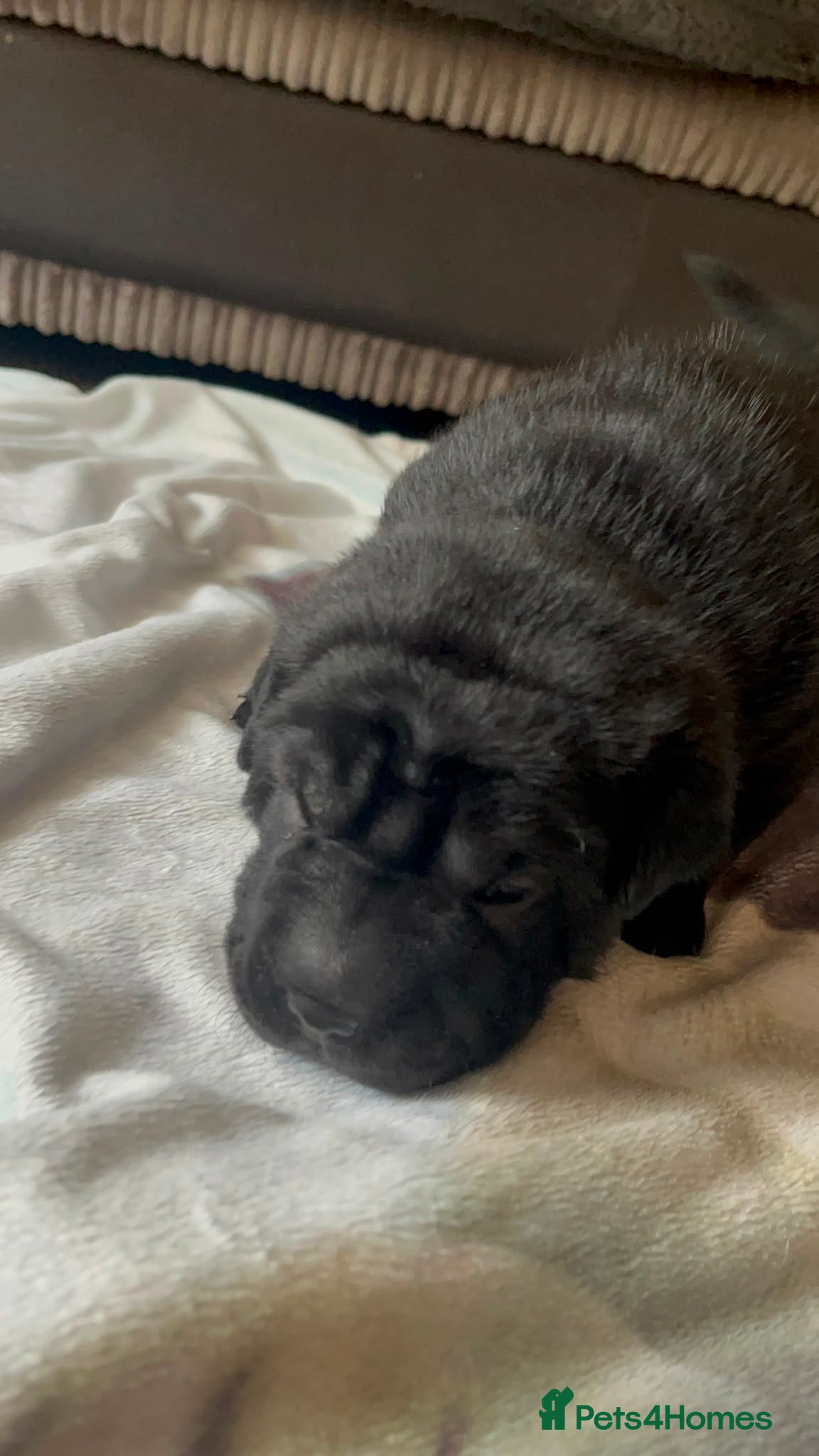 Mixed Breed dogs Litter of gorgeous Shar Pei cross puppies - Advert 2