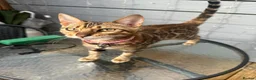 Bengal cats for sale: Bengal kitten in Warrington - Advert 4