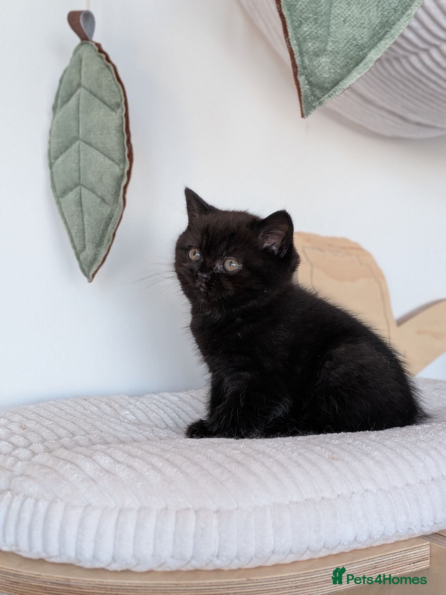 British Shorthair cats GCCF Registered Kittens  - Advert 2