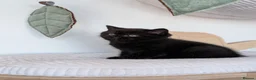 British Shorthair cats for sale: GCCF Registered Kittens  - Advert 20