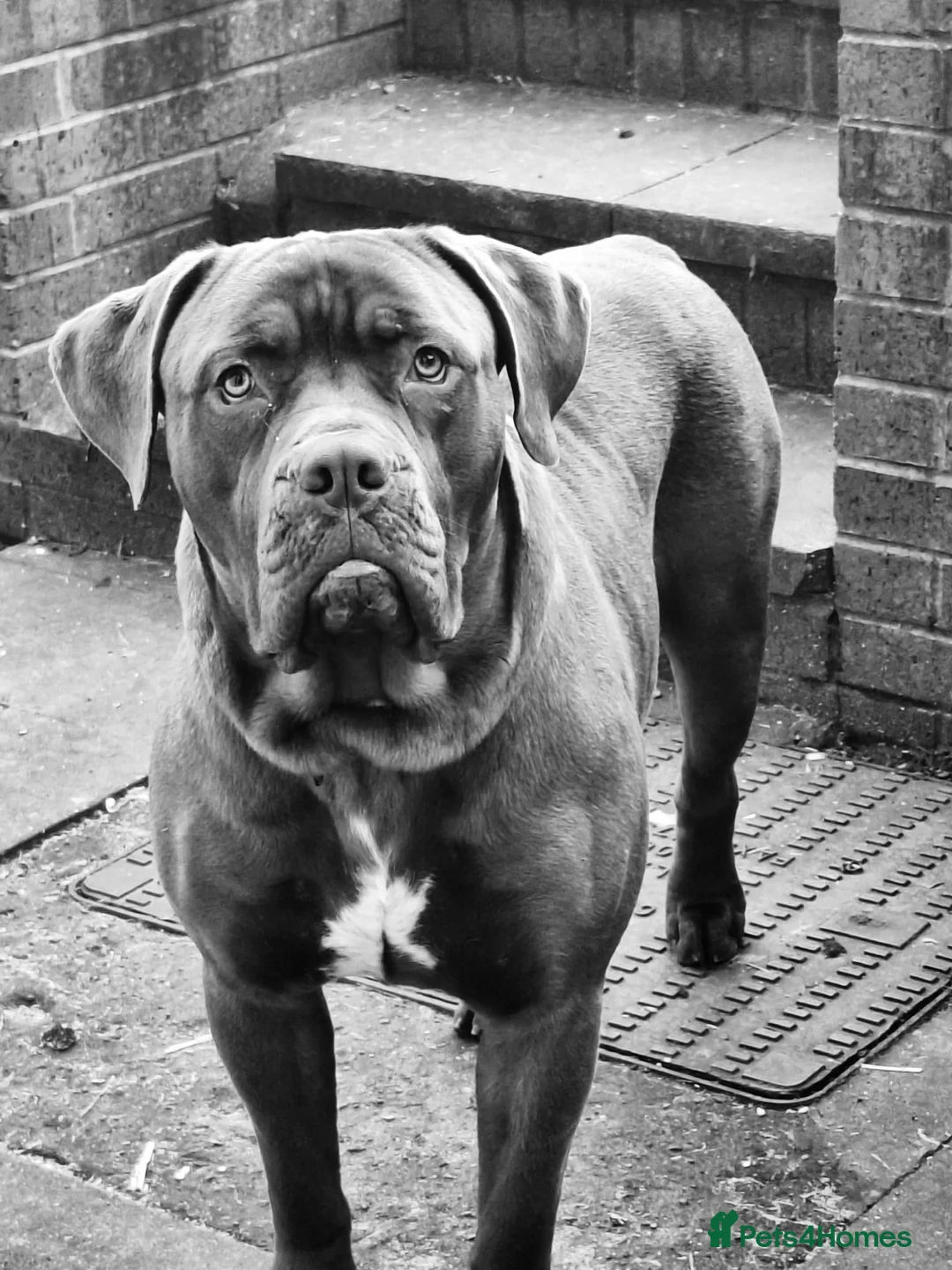 Mixed Breed dogs for sale: Male dog for rehoming  - Advert 2