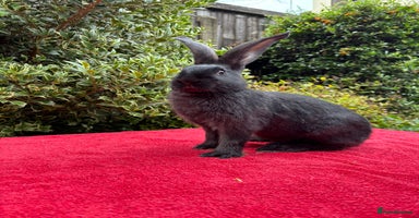 Continental Giant rabbits - Advert 3