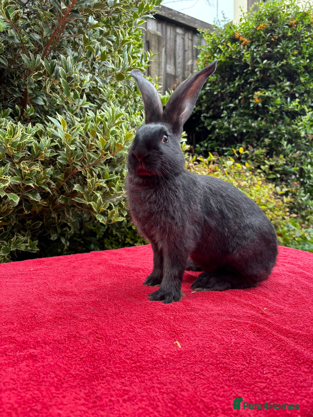 Continental Giant rabbits for sale: Last Continental Giant Kit - Image 3