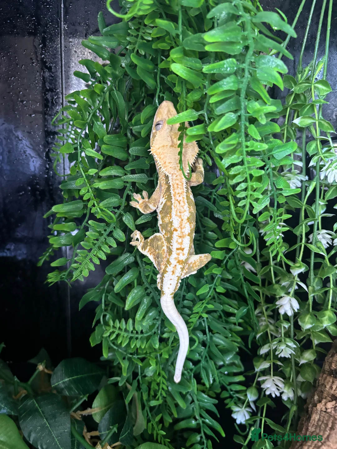 Gecko reptiles for sale: crested lily white gecko in Kettering - Advert 1