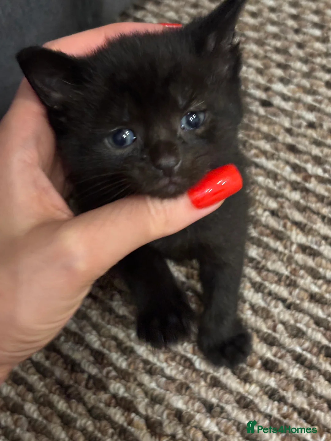 Mixed Breed cats for sale: Tuxedo and Bombay  kittens for sale  - Advert 3