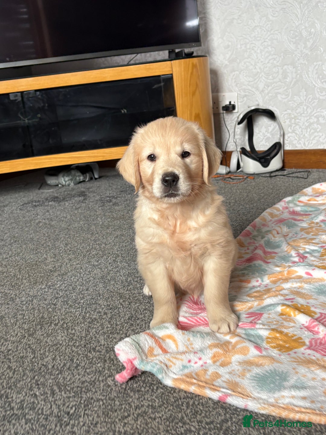 Golden Retriever dogs for sale: Golden retriever puppies  - Image 10