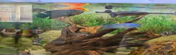Plecos fish for sale: Tropical fish for sale in Macclesfield - Advert 4