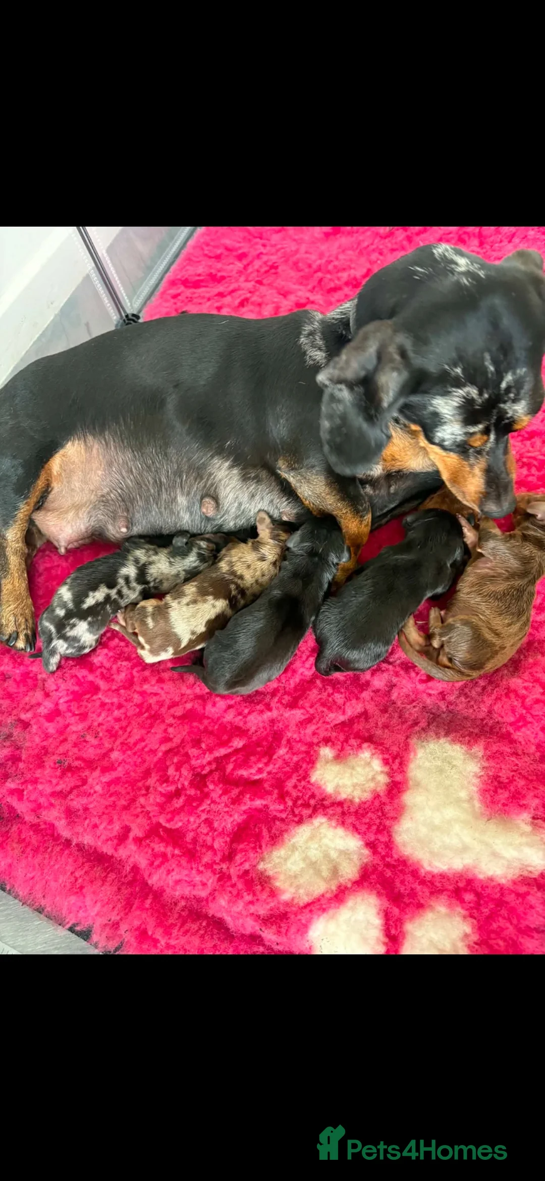 Miniature Dachshund dogs for stud: Chocolate/isabella miniature dachshund  - Advert 2
