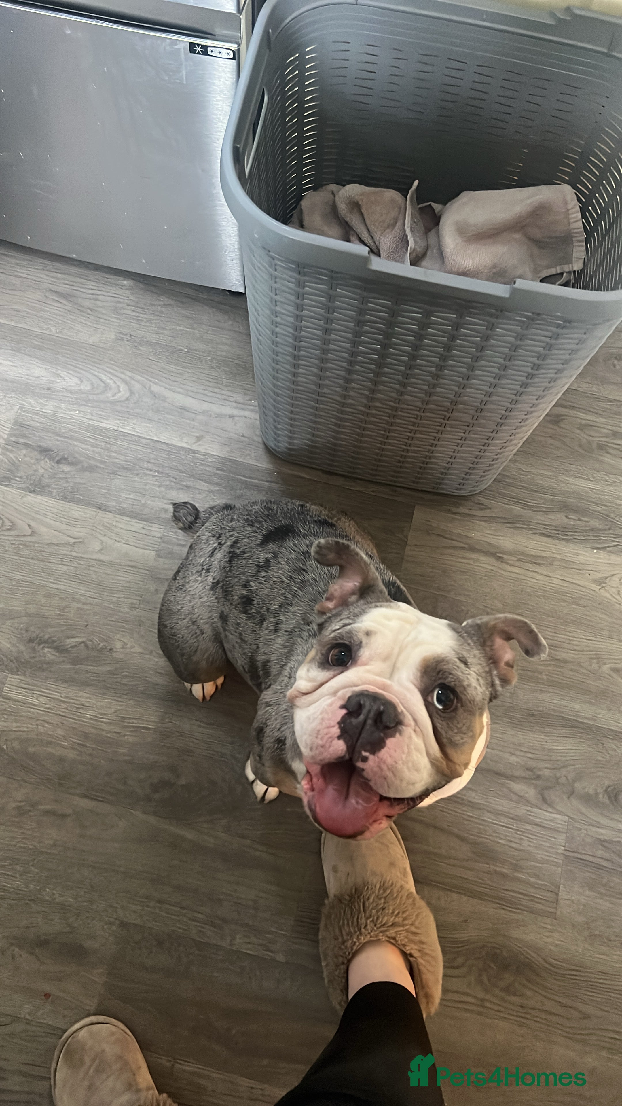 Olde English Bulldogge dogs Olde English bulldogs for sale  - Advert 2
