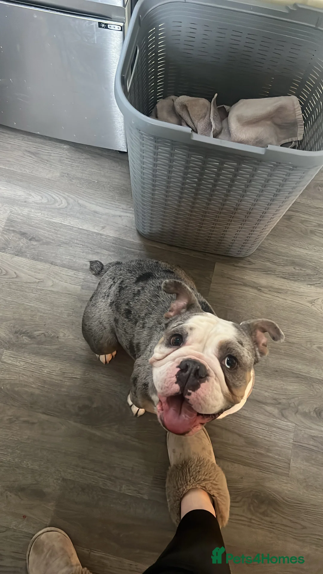 Olde English Bulldogge dogs for sale: Olde English bulldogs for sale  in Newark - Advert 1