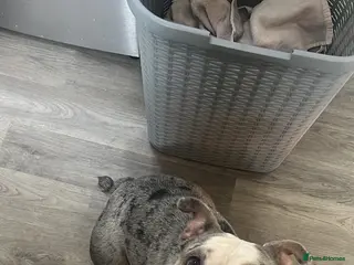 Olde English Bulldogge dogs Olde English bulldogs for sale - Advert 2