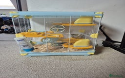 Gerbil rodents for sale: Gerbil - Image 2