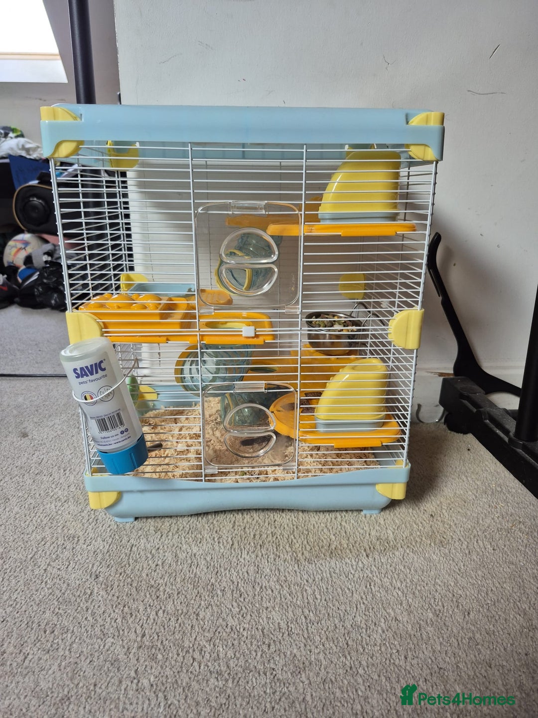Gerbil rodents for sale: Gerbil - Image 2