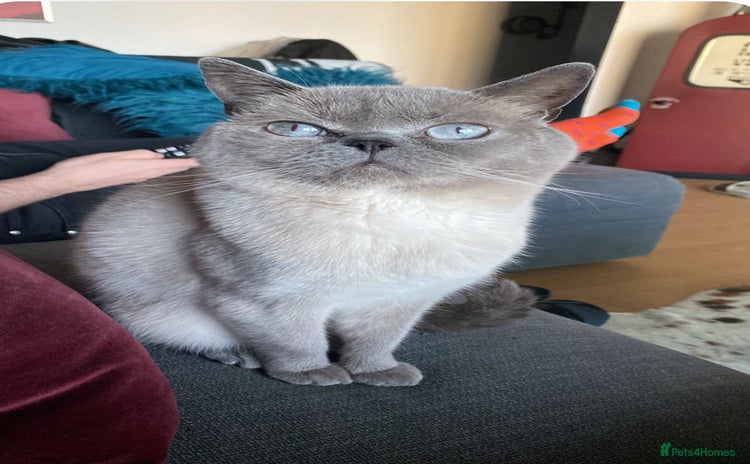 British Shorthair cats British Shorthair Blue Point for Stud - Advert 1