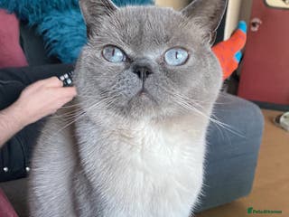 British Shorthair cats British Shorthair Blue Point for Stud - Advert 19