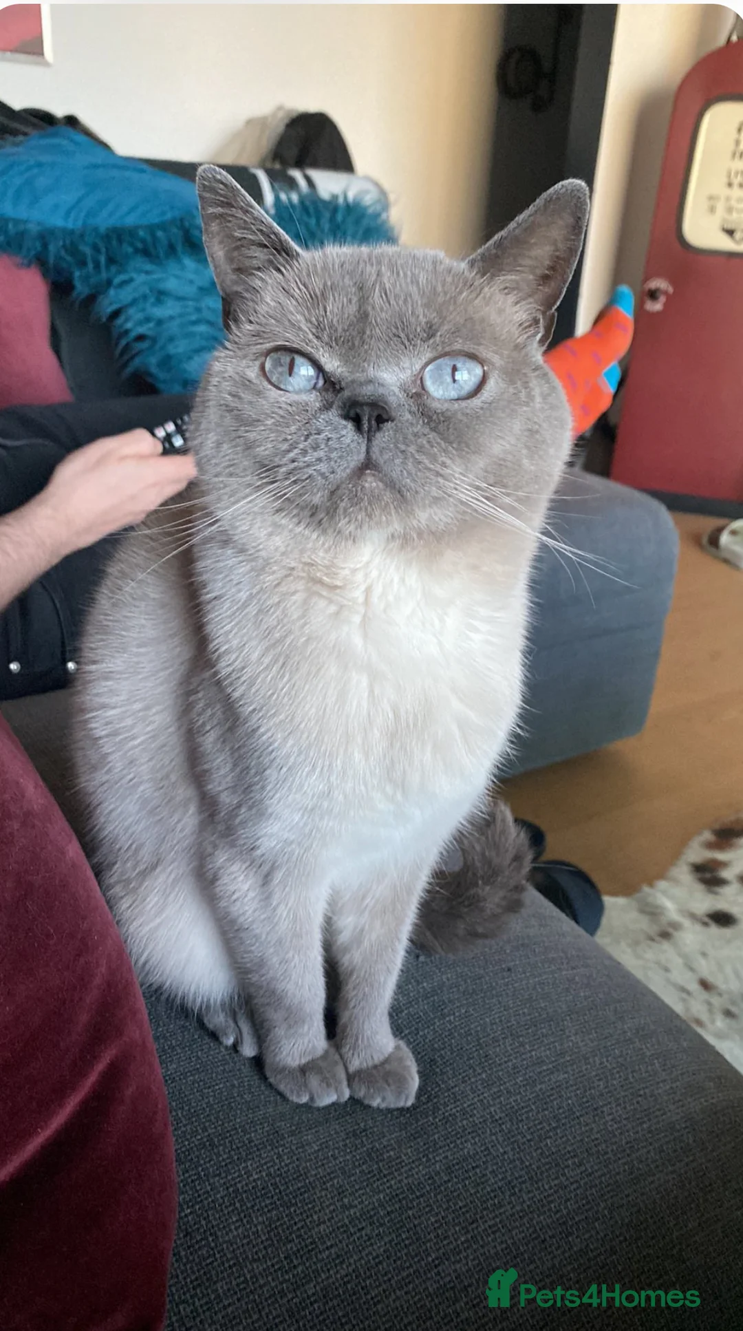 British Shorthair cats for stud: British Shorthair Blue Point for Stud - Advert 1