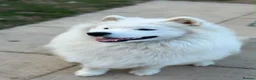 Samoyed dogs for sale: 🤍 Beautiful Male Samoyed 🤍 in Felixstowe - Advert 2