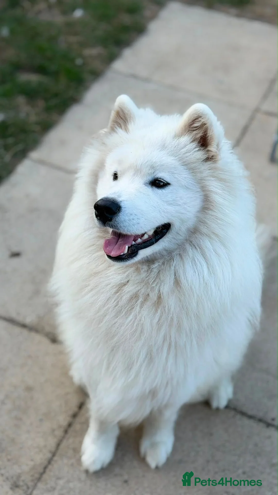 Samoyed dogs for sale: 🤍 Beautiful Male Samoyed 🤍 in Felixstowe - Advert 2