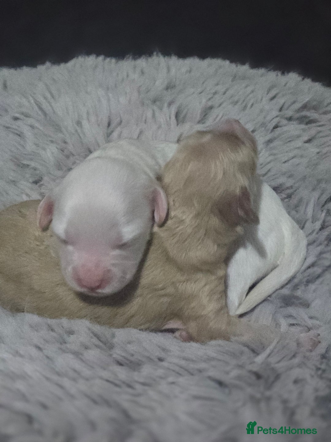 Australian Labradoodle dogs for sale: MINI Australian Labradoodle  in Leicester - Image 3