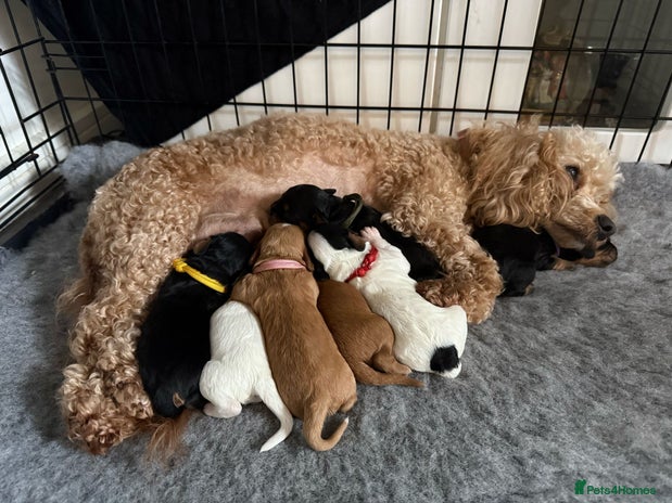 Cavapoochon Kc Cavapoochon puppies for sale | Pets4Homes