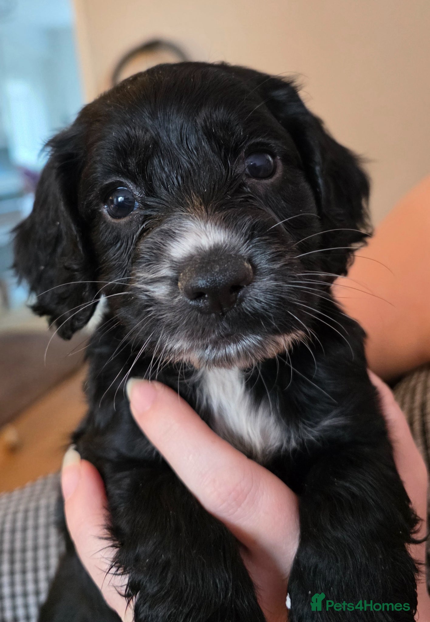 Cocker Spaniel dogs Working Cocker Spaniel Puppies - Advert 2