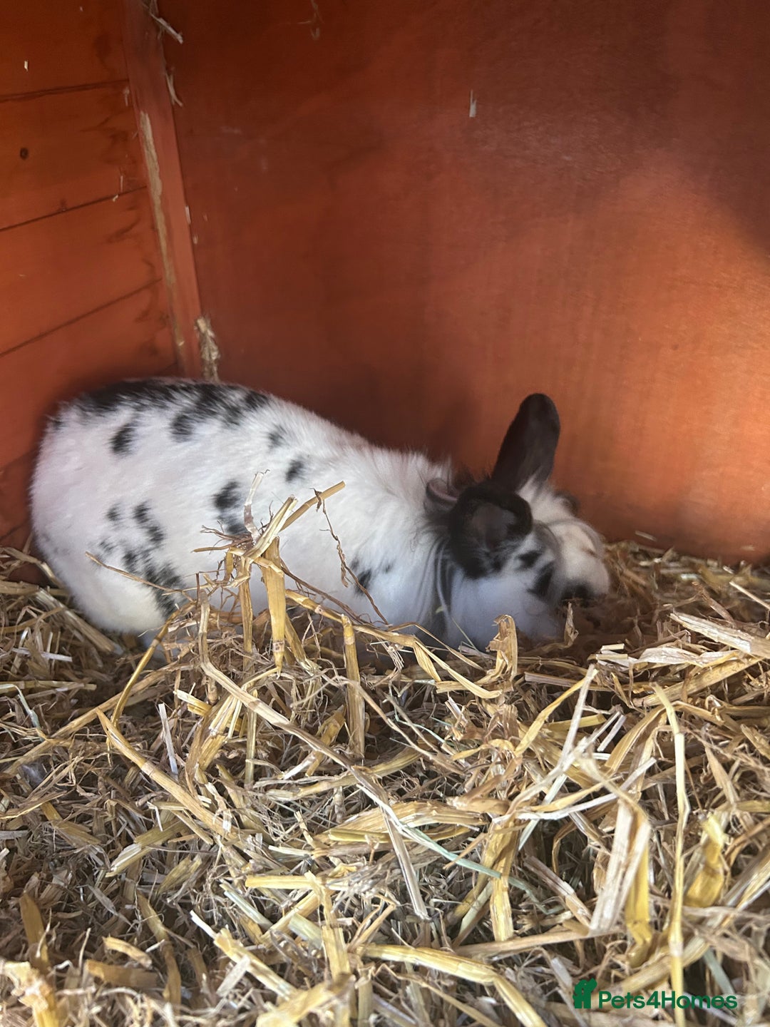 Mixed Breed rabbits for sale: 2 female rabbits  - Image 4