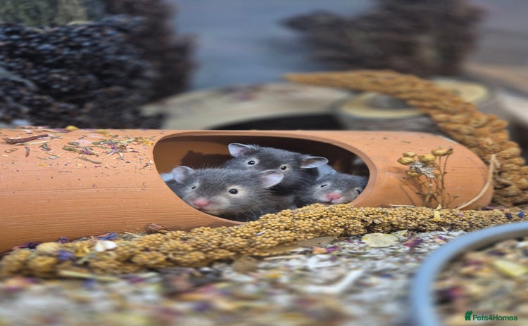 Hamster rodents - Advert 5